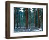 Ponderosa pines in snow, Deschutes National Forest, Jefferson County, Oregon, USA-null-Framed Photographic Print