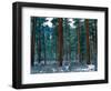 Ponderosa pines in snow, Deschutes National Forest, Jefferson County, Oregon, USA-null-Framed Photographic Print