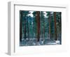 Ponderosa pines in snow, Deschutes National Forest, Jefferson County, Oregon, USA-null-Framed Photographic Print