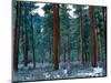 Ponderosa pines in snow, Deschutes National Forest, Jefferson County, Oregon, USA-null-Mounted Photographic Print