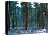Ponderosa pines in snow, Deschutes National Forest, Jefferson County, Oregon, USA-null-Stretched Canvas