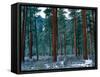 Ponderosa pines in snow, Deschutes National Forest, Jefferson County, Oregon, USA-null-Framed Stretched Canvas