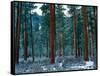 Ponderosa pines in snow, Deschutes National Forest, Jefferson County, Oregon, USA-null-Framed Stretched Canvas