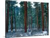 Ponderosa pines in snow, Deschutes National Forest, Jefferson County, Oregon, USA-null-Stretched Canvas