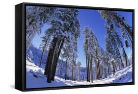 Ponderosa Pines in Winter-Darrell Gulin-Framed Stretched Canvas