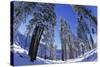 Ponderosa Pines in Winter-Darrell Gulin-Stretched Canvas