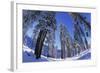 Ponderosa Pines in Winter-Darrell Gulin-Framed Photographic Print