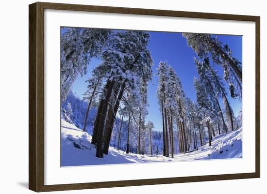 Ponderosa Pines in Winter-Darrell Gulin-Framed Photographic Print