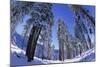 Ponderosa Pines in Winter-Darrell Gulin-Mounted Photographic Print