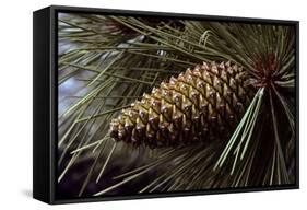 Ponderosa, Yellow Pine Cone-null-Framed Stretched Canvas