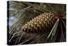 Ponderosa, Yellow Pine Cone-null-Stretched Canvas
