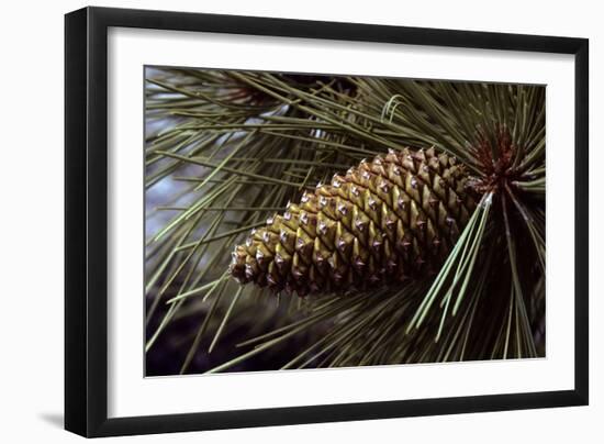 Ponderosa, Yellow Pine Cone-null-Framed Premium Photographic Print