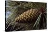 Ponderosa, Yellow Pine Cone-null-Stretched Canvas