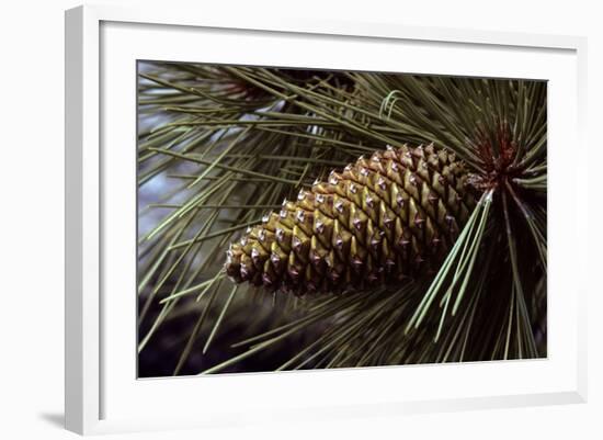 Ponderosa, Yellow Pine Cone-null-Framed Photographic Print