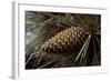 Ponderosa, Yellow Pine Cone-null-Framed Photographic Print