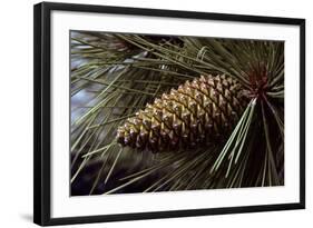 Ponderosa, Yellow Pine Cone-null-Framed Photographic Print