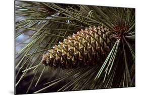 Ponderosa, Yellow Pine Cone-null-Mounted Photographic Print