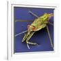 Pondskater-null-Framed Photographic Print