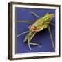 Pondskater-null-Framed Photographic Print