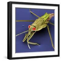 Pondskater-null-Framed Photographic Print