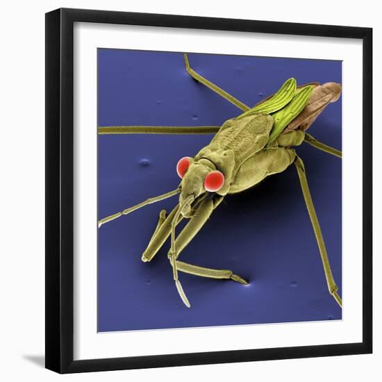 Pondskater-null-Framed Photographic Print