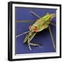 Pondskater-null-Framed Photographic Print