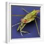 Pondskater-null-Framed Photographic Print