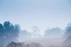 Forest in the Morning Mist-Pongphan Ruengchai-Photographic Print