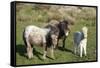 Ponies and Foal on Dartmoor, Devon, England, United Kingdom, Europe-Peter Groenendijk-Framed Stretched Canvas