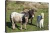 Ponies and Foal on Dartmoor, Devon, England, United Kingdom, Europe-Peter Groenendijk-Stretched Canvas