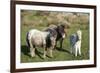 Ponies and Foal on Dartmoor, Devon, England, United Kingdom, Europe-Peter Groenendijk-Framed Photographic Print