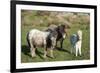 Ponies and Foal on Dartmoor, Devon, England, United Kingdom, Europe-Peter Groenendijk-Framed Photographic Print