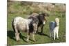 Ponies and Foal on Dartmoor, Devon, England, United Kingdom, Europe-Peter Groenendijk-Mounted Photographic Print
