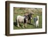 Ponies and Foal on Dartmoor, Devon, England, United Kingdom, Europe-Peter Groenendijk-Framed Photographic Print