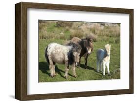 Ponies and Foal on Dartmoor, Devon, England, United Kingdom, Europe-Peter Groenendijk-Framed Photographic Print