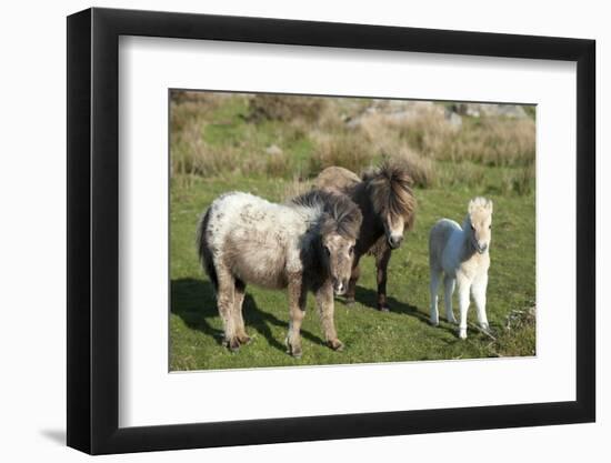 Ponies and Foal on Dartmoor, Devon, England, United Kingdom, Europe-Peter Groenendijk-Framed Photographic Print