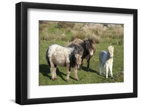 Ponies and Foal on Dartmoor, Devon, England, United Kingdom, Europe-Peter Groenendijk-Framed Photographic Print