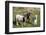 Ponies and Foal on Dartmoor, Devon, England, United Kingdom, Europe-Peter Groenendijk-Framed Photographic Print