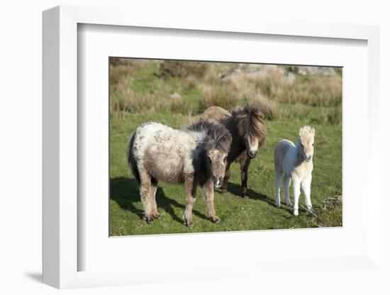 Ponies and Foal on Dartmoor, Devon, England, United Kingdom, Europe-Peter Groenendijk-Framed Photographic Print