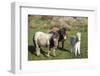 Ponies and Foal on Dartmoor, Devon, England, United Kingdom, Europe-Peter Groenendijk-Framed Photographic Print