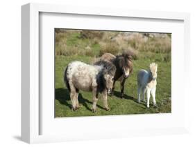 Ponies and Foal on Dartmoor, Devon, England, United Kingdom, Europe-Peter Groenendijk-Framed Photographic Print