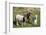 Ponies and Foal on Dartmoor, Devon, England, United Kingdom, Europe-Peter Groenendijk-Framed Photographic Print