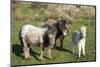 Ponies and Foal on Dartmoor, Devon, England, United Kingdom, Europe-Peter Groenendijk-Mounted Photographic Print