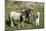 Ponies and Foal on Dartmoor, Devon, England, United Kingdom, Europe-Peter Groenendijk-Mounted Photographic Print