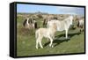 Ponies and Foal on Dartmoor, Devon, England, United Kingdom-Peter Groenendijk-Framed Stretched Canvas