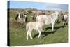 Ponies and Foal on Dartmoor, Devon, England, United Kingdom-Peter Groenendijk-Stretched Canvas