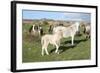 Ponies and Foal on Dartmoor, Devon, England, United Kingdom-Peter Groenendijk-Framed Photographic Print