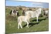 Ponies and Foal on Dartmoor, Devon, England, United Kingdom-Peter Groenendijk-Mounted Photographic Print