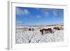 Ponies Forage for Food in the Snow on the Mynydd Epynt Moorland, Powys, Wales-Graham Lawrence-Framed Photographic Print