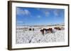 Ponies Forage for Food in the Snow on the Mynydd Epynt Moorland, Powys, Wales-Graham Lawrence-Framed Photographic Print